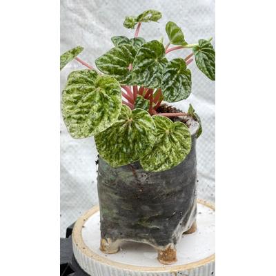 Peperomia Plant in Handmade Pot