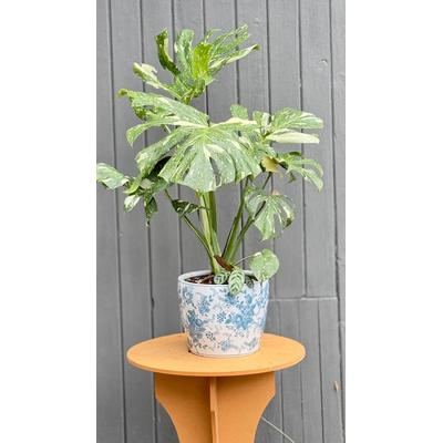 Variegated Plant in Pot